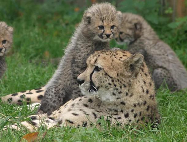 Zoo Salzburg